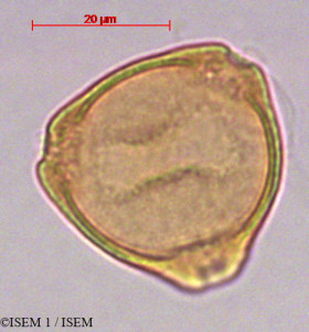 ISEM 1/Myrica_pubescens_29108/Myrica_pubescens_29108_0001(copy)_thumb.jpg